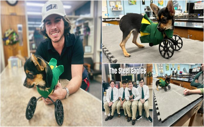 Jovens unem-se para dar outra vida a cadela com uma cadeira de rodas