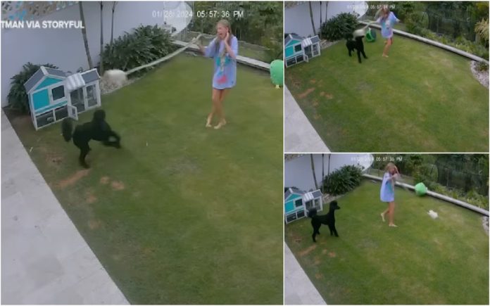 Rapariga faz rodar pitão no ar a toda a velocidade para salvar o seu hamster