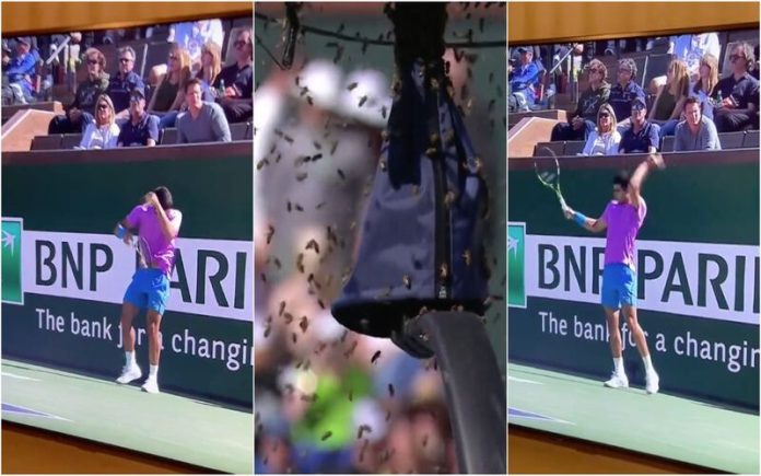 Ataque de abelhas suspende duelo entre Carlos Alcaraz e Alexander Zverev
