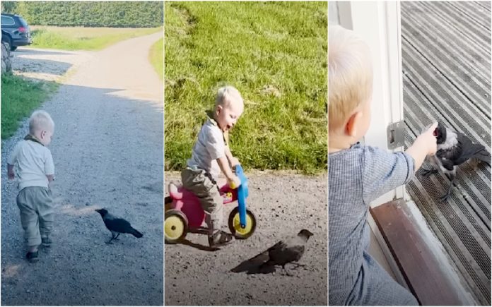 Corvo resgatado adota o filhote de quem o salvou