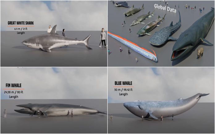 Uma viagem visual impressionante pelos tamanhos dos peixes de 1cm ate 30cm