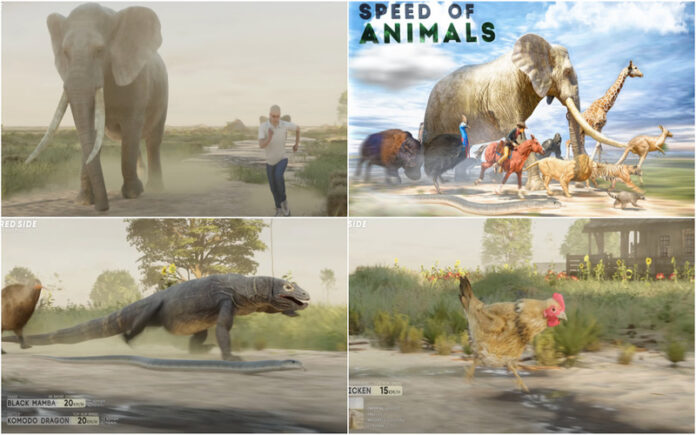 Animação mostra comparação de velocidade entre os vários animais terrestres