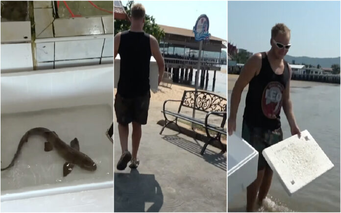 Mergulhador compra tubarão para salvá-lo de ser servido como comida