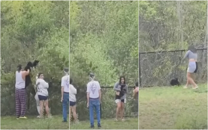 Turistas arrancam filhotes de urso do seu habitat para selfies