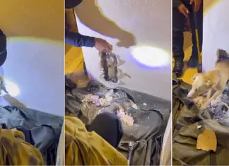 Cadela curiosa é resgatada após ficar presa em parede por duas horas Cadela curiosa é resgatada após ficar presa em parede por duas horas