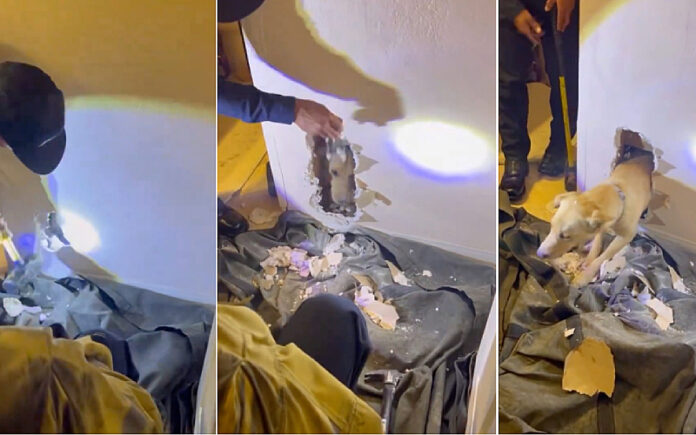 Cadela curiosa é resgatada após ficar presa em parede por duas horas Cadela curiosa é resgatada após ficar presa em parede por duas horas