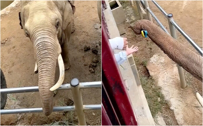 Elefante surpreende criança ao devolver sapato que deixou cair