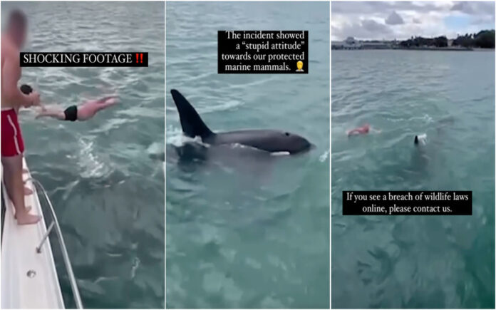 Homem salta de barco para tocar em orca na Nova Zelândia