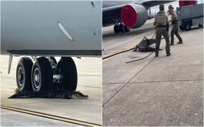 Jacaré de 3 metros foi encontrado na pista de aterragem de avião na Flórida