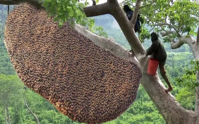 O mel mais radical do mundo Uma aventura na apicultura tradicional
