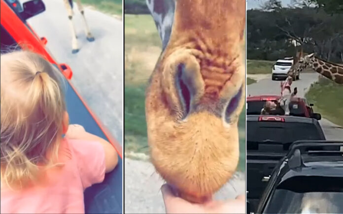 Girafa agarra criança de 2 anos em safári drive-thru nos Estados Unidos