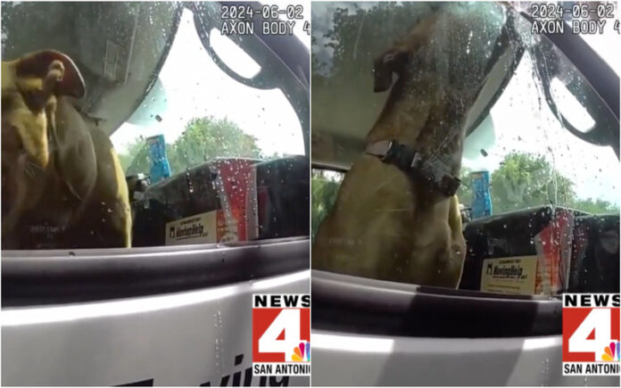 Polícias resgatam cão preso em carro sob calor intenso enquanto donos estavam na praia