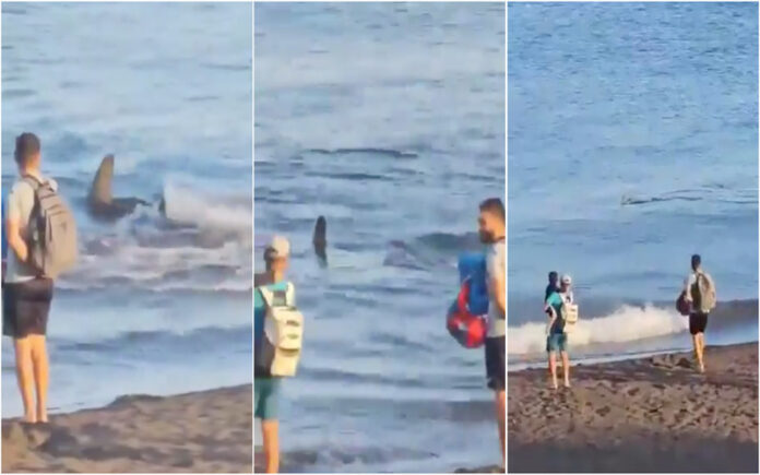 Tubarão aterrorizou banhistas na Praia das Canárias