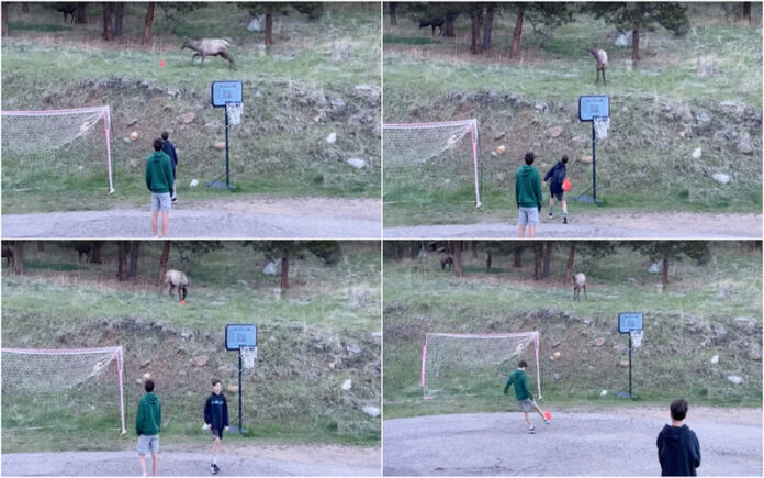 Alce joga futebol com jovens e encanta a Internet