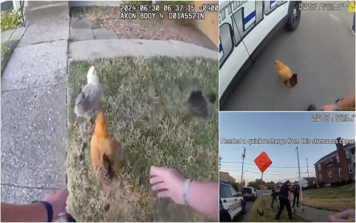 Luta cómica da Polícia de Kettering para capturar galinhas fugitivas