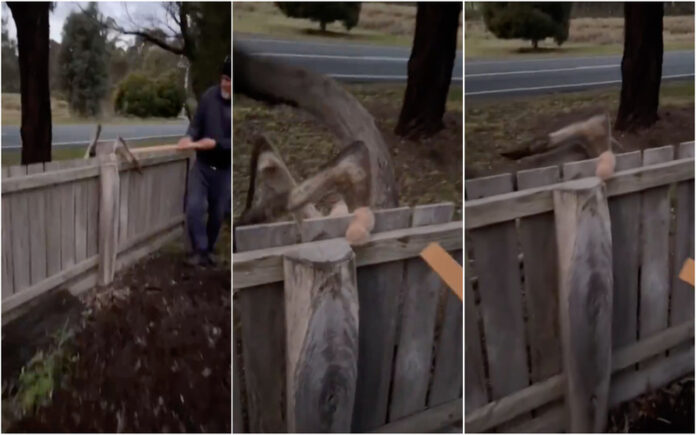 Canguru fica preso em cerca e vive momento traumatizante