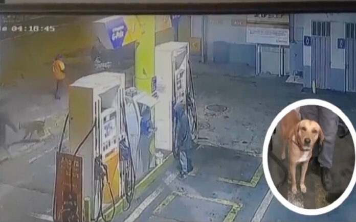 Cão de rua torna-se herói e “empregado” em bomba de gasolina