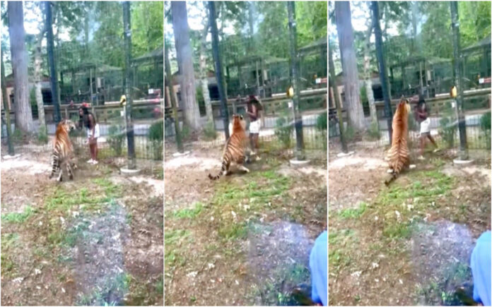 Mulher escapa por pouco de ataque de tigre ao saltar vedação em zoo