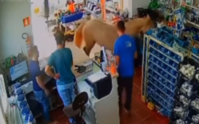 Cavalo invade loja e provoca o caos