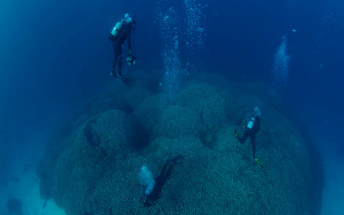 Cientistas descobrem o maior coral do mundo nas Ilhas Salomão