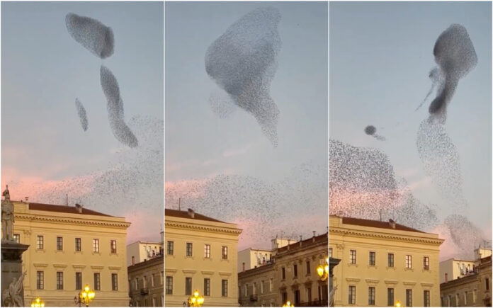 Estorninhos encantam Sardenha com espetáculo natural