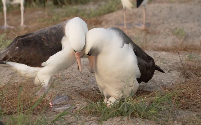 A ave mais velha do mundo põe ovo aos 74 anos com novo parceiro