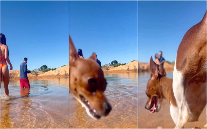 Cadela rouba a cena em tentativa de vídeo romântico para o Instagram