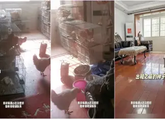 Aluga apartamento e descobre que foi convertido num galinheiro