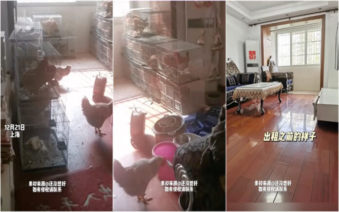 Aluga apartamento e descobre que foi convertido num galinheiro