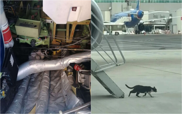 Gato invade Boeing 737 e atrasa voo por dois dias em Roma