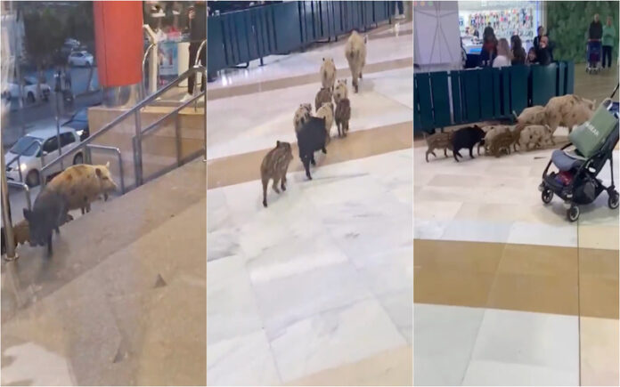 Javalis invadem centro comercial em Fuengirola e geram surpresa