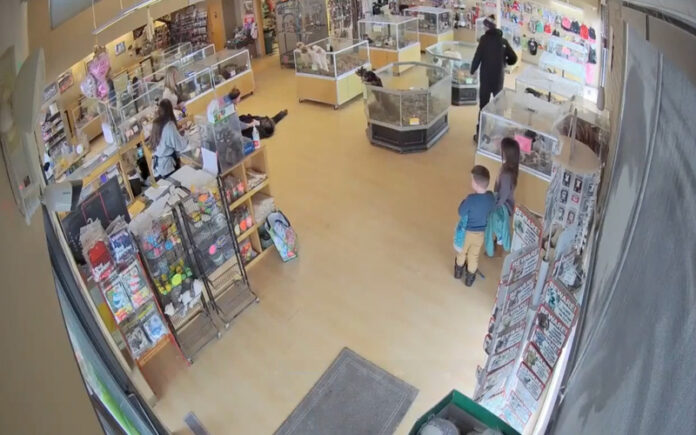 Ladrão finge convulsão para distrair funcionárias enquanto cúmplice rouba buldogues