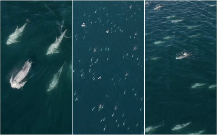 Mais de 1500 golfinhos avistados na Califórnia em fenómeno raro