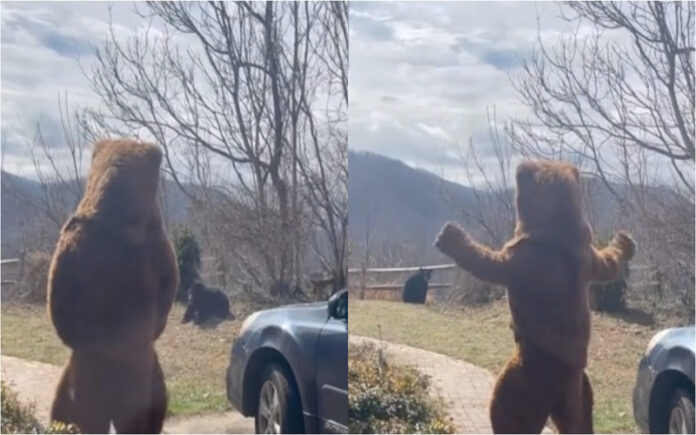 Homem veste fato de urso para afastar invasor inesperado