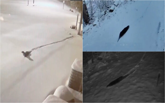 Lontras fogem do zoo e aproveitam tempestade de neve