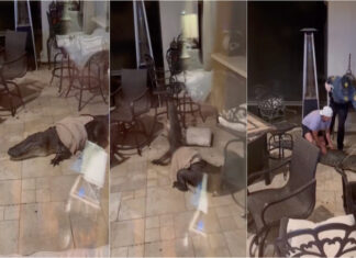 Crocodilo invade casa nos EUA e causa pânico