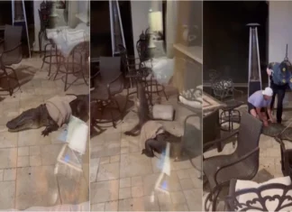 Crocodilo invade casa nos EUA e causa pânico