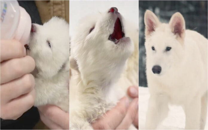 Lobos-terríveis voltam à vida após 13 mil anos através de engenharia genética