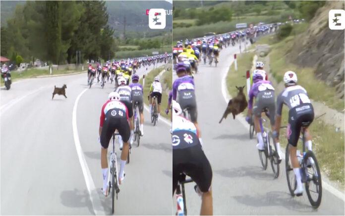 Cabra interrompe Giro e ciclista faz malabarismo para evitar queda