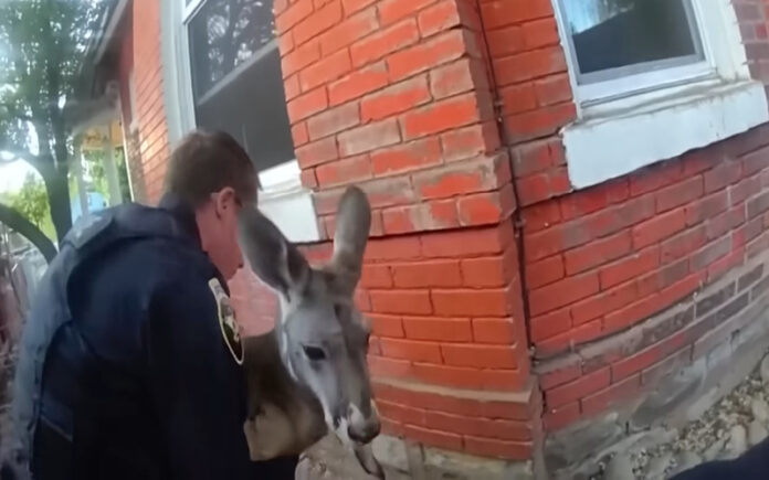 Canguru em fuga dá corrida à polícia no Colorado