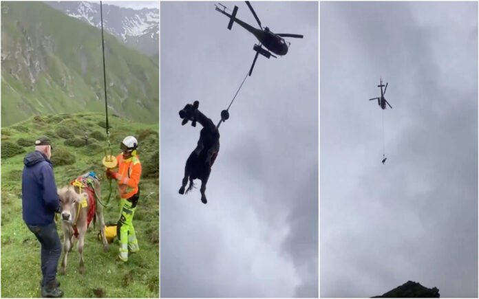 Suíça Vacas resgatadas de helicóptero em evacuação por risco de deslizamento