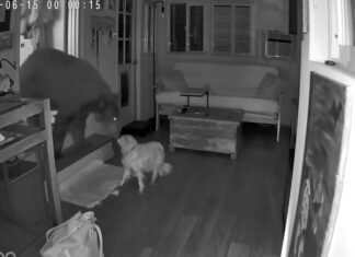 Cão idoso enfrenta urso que invadiu casa na Califórnia