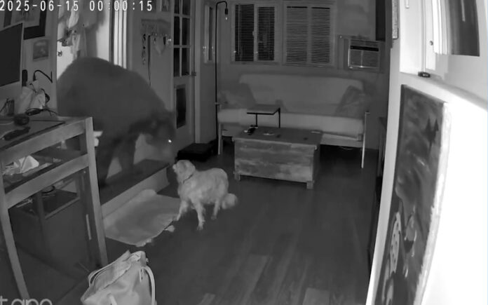 Cão idoso enfrenta urso que invadiu casa na Califórnia