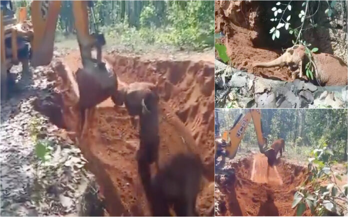 Elefante bebé comove o mundo ao “agradecer” resgate após 50 horas preso na lama