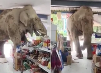 Elefante invade supermercado na Tailândia e faz “compra” insólita de lanche