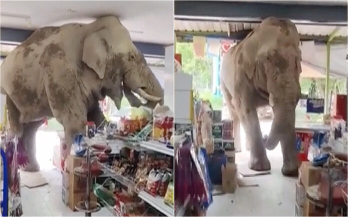 Elefante invade supermercado na Tailândia e faz “compra” insólita de lanche