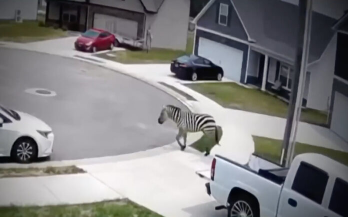 Zebra em liberdade intriga comunidade no Tennessee
