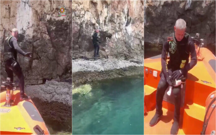 Gato salvo de arriba em Aljezur por equipa de resgate marítimo