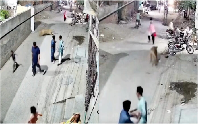Leão criado como animal doméstico ataca família nas ruas de Lahore