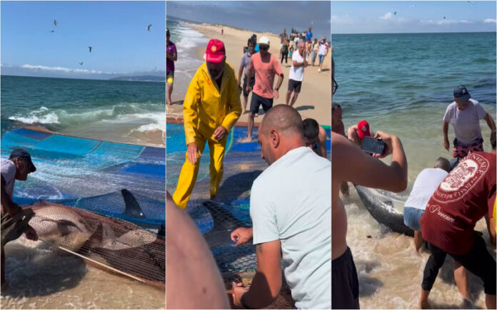 Pescadores salvam seis golfinhos presos em rede de xávega na Praia da Leirosa